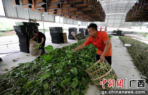 广西融安县种桑养蚕工厂化 结出脱贫致富茧，农作物种子经营助农增收
