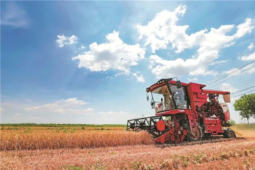 粮农组织推动种子与作物多样性发展，保障全球粮食安全