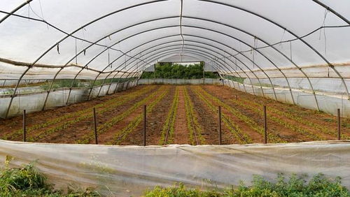 低成本高回报 农作物种子经营，年赚六万不是梦