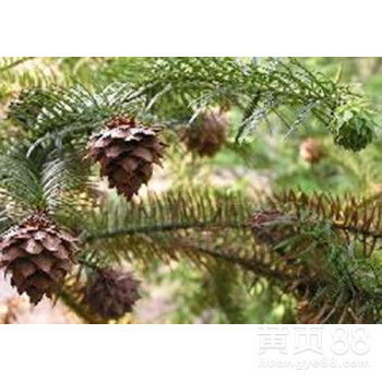 速生杉树种子的市场价格与育苗技术详解