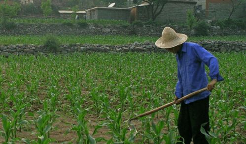 河北三权分置土地改革新动向 农民有望成为集体资产股东，助力农作物种子经营发展