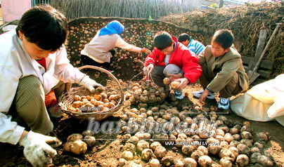 引导农民从事多种经营 农作物种子经营新路径