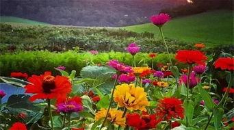 每周营业两天，专注精品种子——这个农庄让人流连忘返