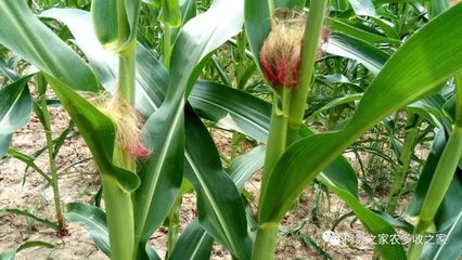 买玉米种子别犯难，掌握这几招轻松选对好种