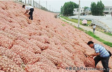 极早熟大樱桃品种 市场潜力与农作物种子经营策略